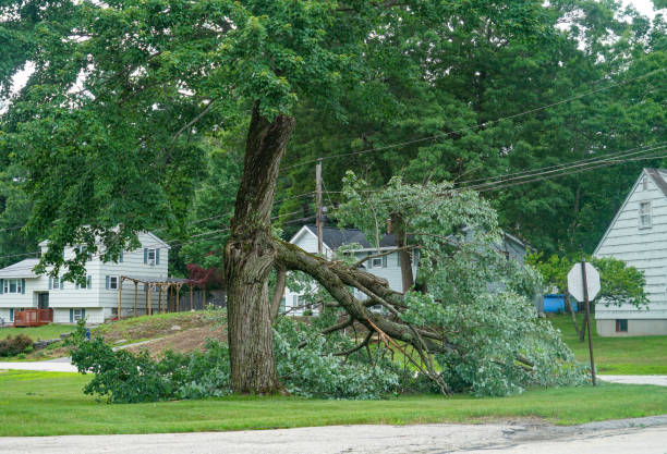 Best Tree Removal Near Me  in Clinton, UT